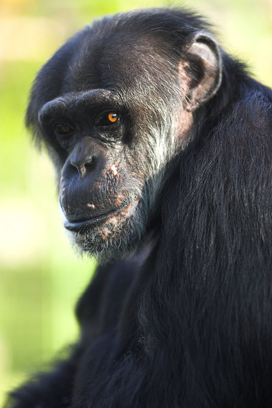 schimpanse24.4.06.jpg