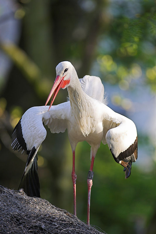 storch240407-6.jpg
