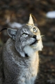 luchs130107-16