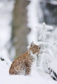 luchs301107-12