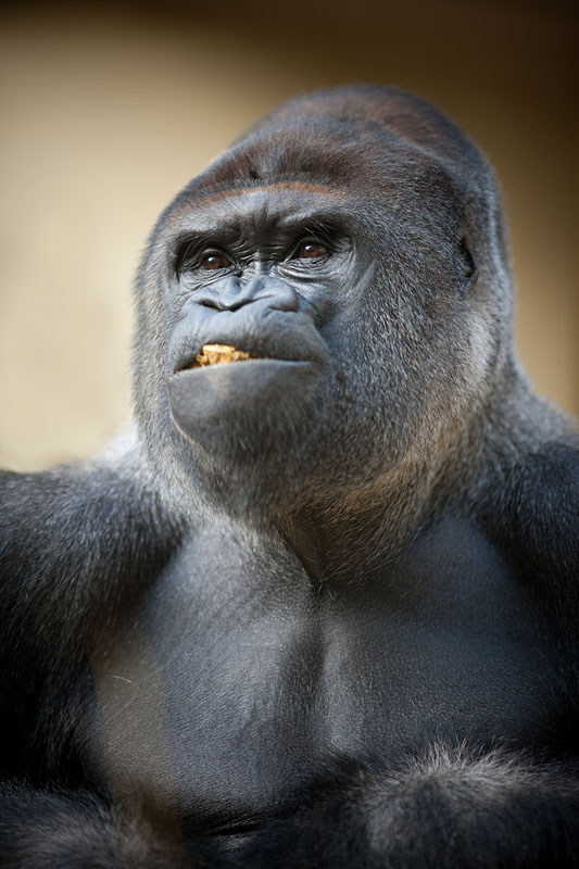 gorilla241014-2.jpg