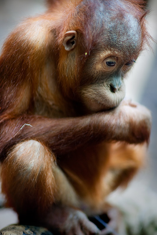 orangutan100109-1.jpg