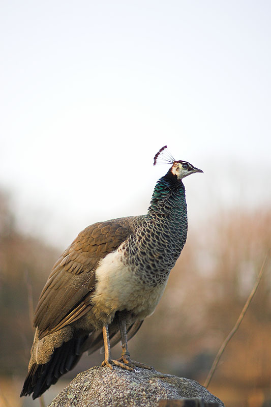 pfau180207-1.jpg
