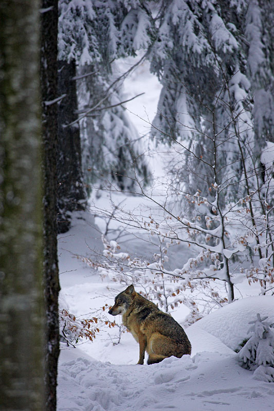 wolf010207-10.jpg