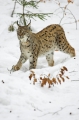 luchs010207-12