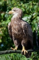 seeadler010809-2