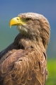 seeadler100606-1