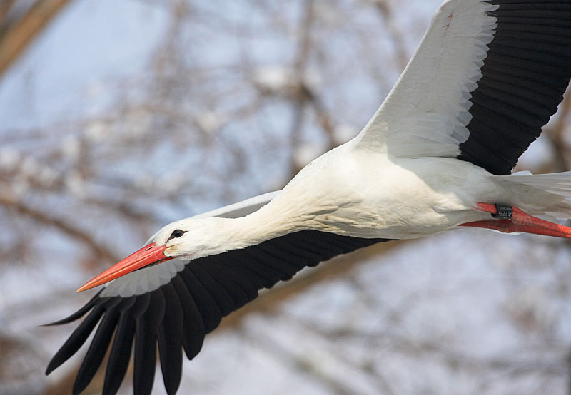 storch-1.jpg