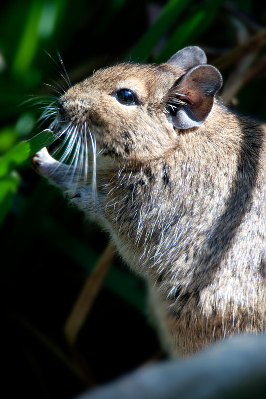 degu090409-5.jpg
