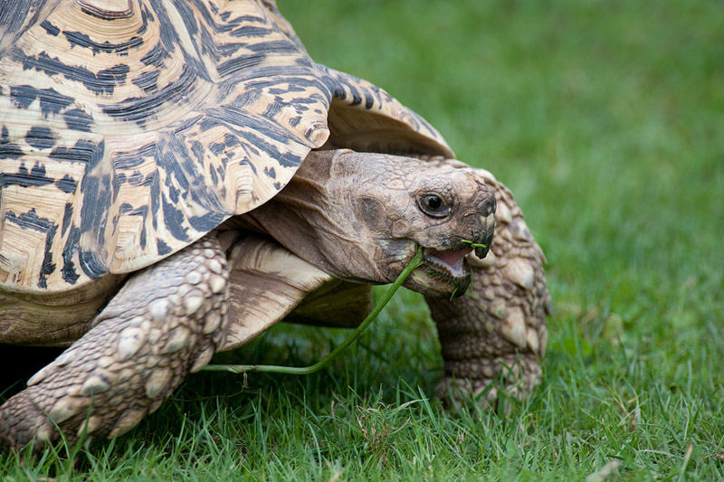 pantherschildkroete060814-1.jpg