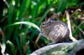degu090409-2