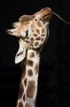 giraffe090207-3