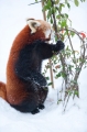 roter-panda291214-4