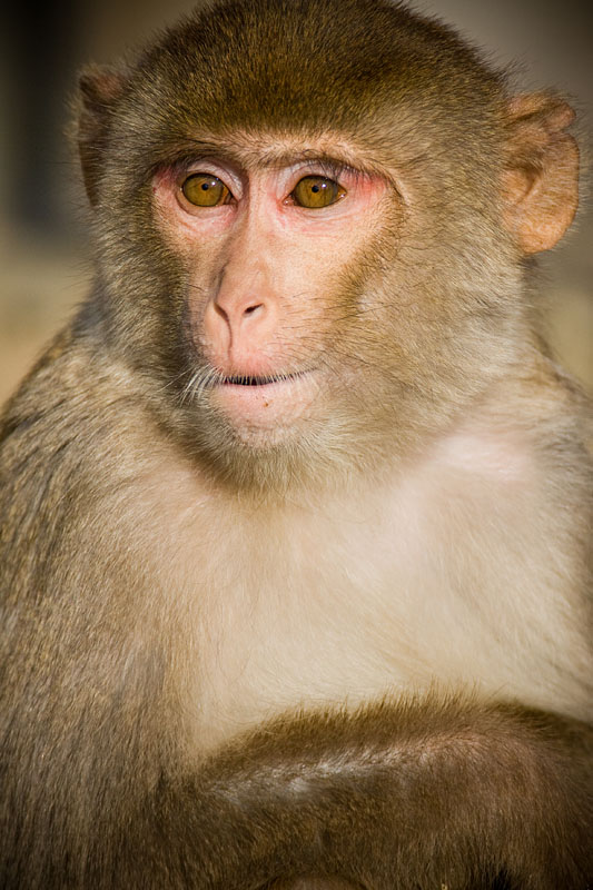 rhesusaffe281108-7.jpg