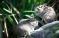 degu090409-3