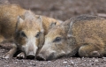 wildschwein020808-7