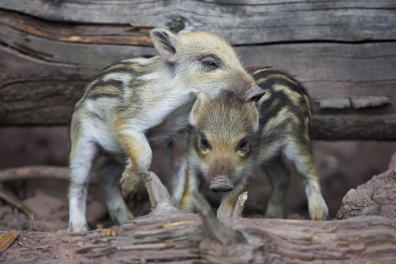 wildschwein310808-3.jpg