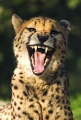 gepard151006-2