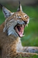 luchs110806-1