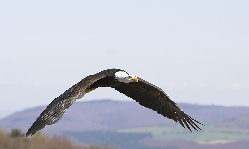 weiskopfseeadler080407-7.jpg