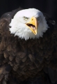 weiskopfseeadler080407-2