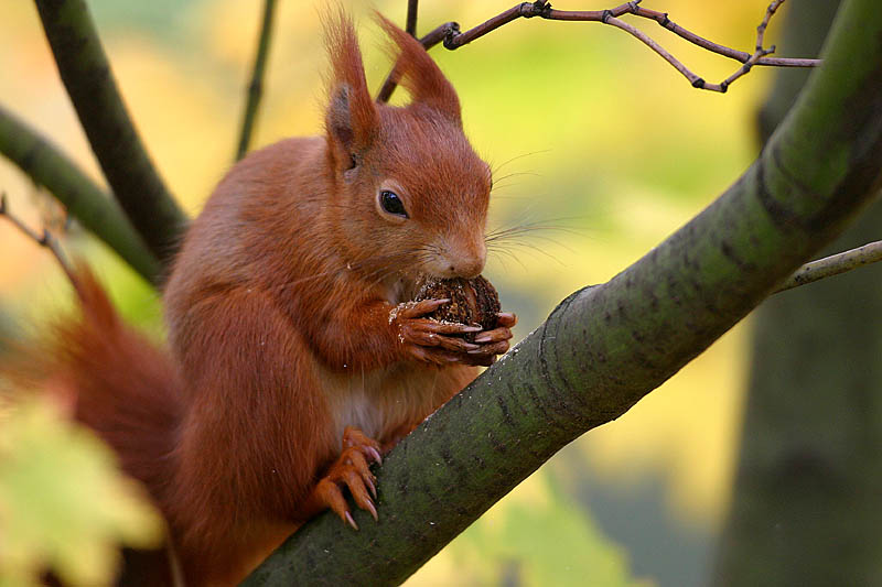 eichhorn.jpg