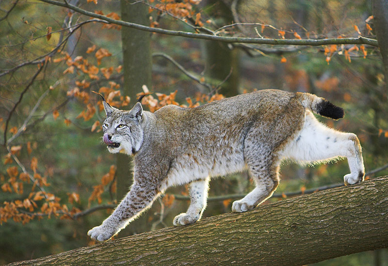 luchs140107-6.jpg