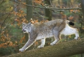 luchs140107-6