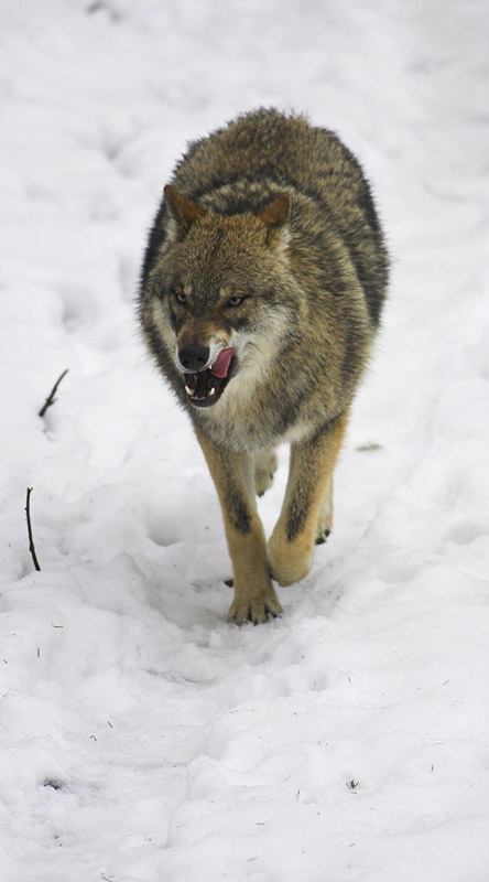 wolf010207-22.jpg