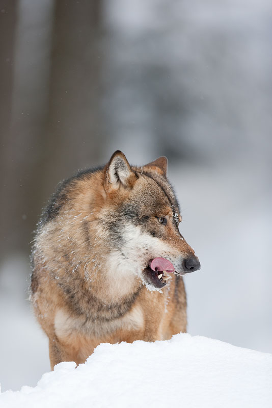 wolf130210-7.jpg