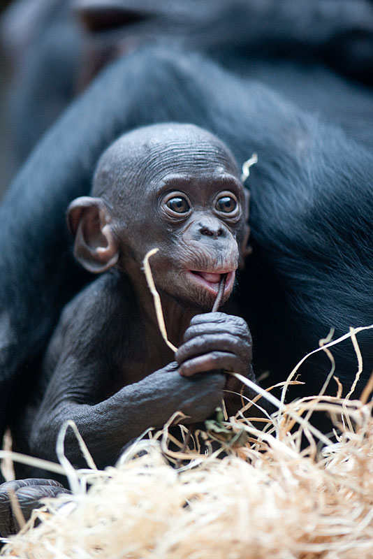 bonobo221213-12.jpg
