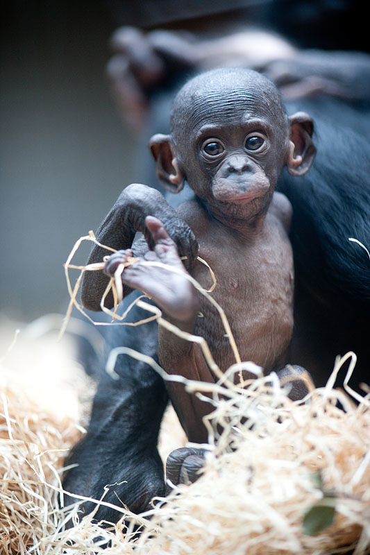 bonobo221213-14.jpg