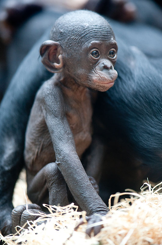 bonobo221213-17.jpg