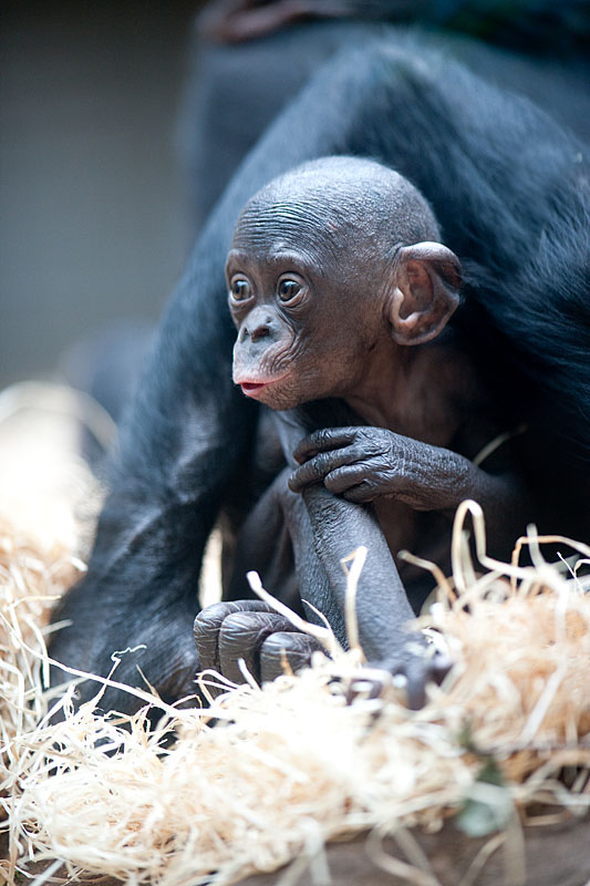 bonobo221213-18.jpg