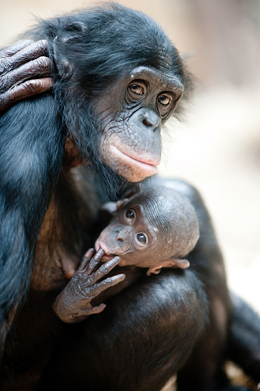 bonobo221213-19.jpg