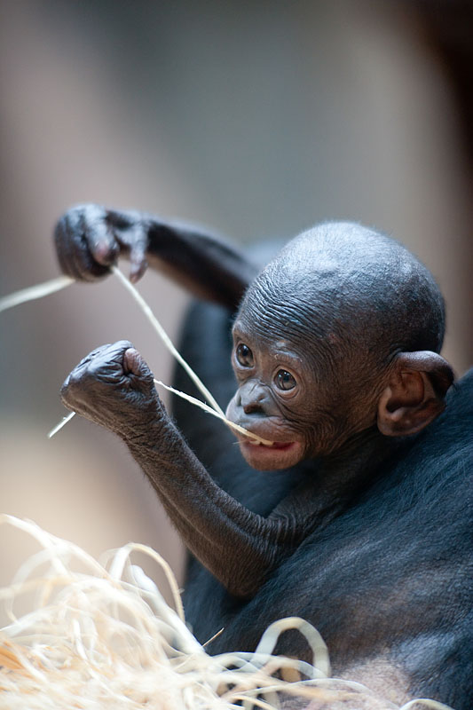 bonobo221213-6.jpg