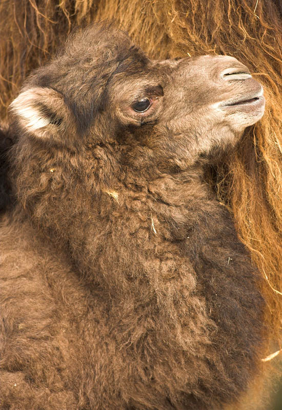 kamelbaby.jpg