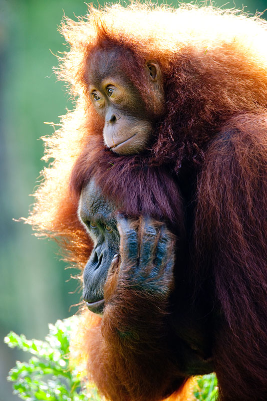 orangutan020917-2.jpg