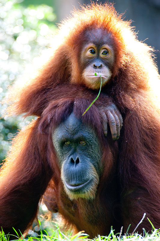 orangutan020917-3.jpg