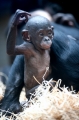bonobo221213-15