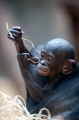 bonobo221213-4