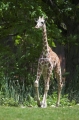 giraffe120507-1