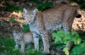 luchs110910-5