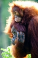 orangutan020917-2