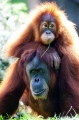 orangutan020917-3