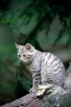 wildkatze210509-6
