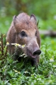 wildschwein020808-1