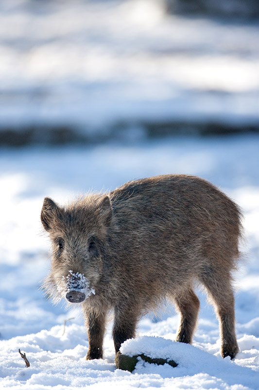 wildschwein110109-3.jpg