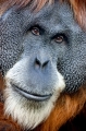 orangutan100109-4