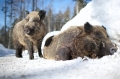 wildschwein080210-6
